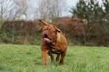 DOGUE DE BORDEAUX 175